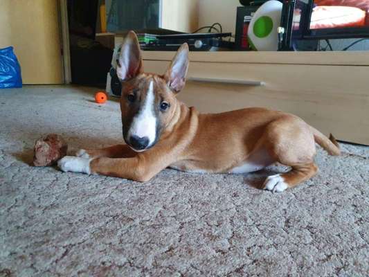 Dogorama Photo Challenge - Tricks, Tricks & Tricks!-Beitrag-Bild