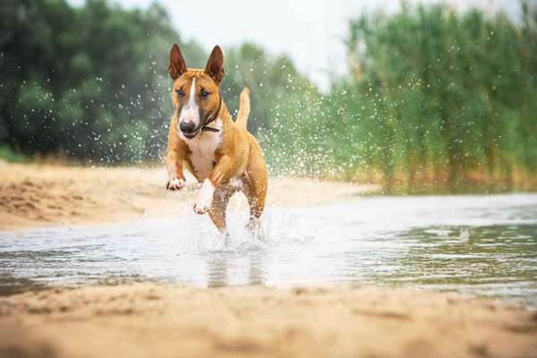 Dogorama Photo Challenge - Pfützen & Spiegelungen-Beitrag-Bild