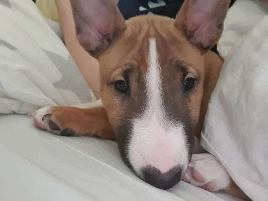 Miniatur Bull Terrier-Beitrag-Bild