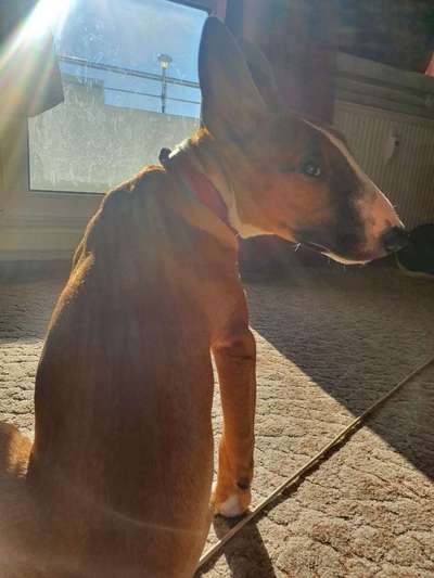 Miniatur Bull Terrier-Beitrag-Bild