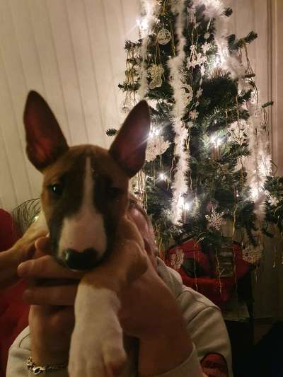 Miniatur Bull Terrier-Beitrag-Bild