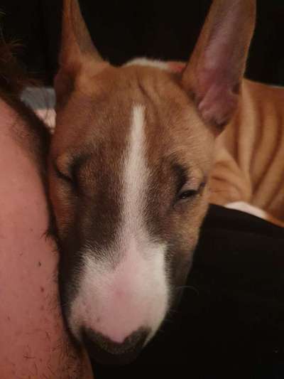 Miniatur Bull Terrier-Beitrag-Bild