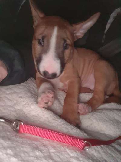 FOTOCHALLENGE 70 - Dein Hund im Auto-Beitrag-Bild