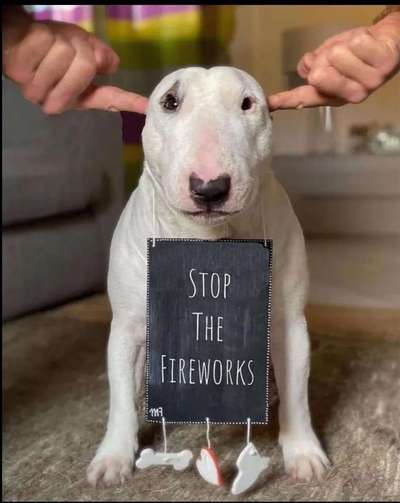 Miniatur Bull Terrier-Beitrag-Bild