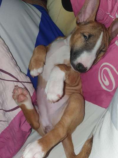 Miniatur Bull Terrier-Beitrag-Bild