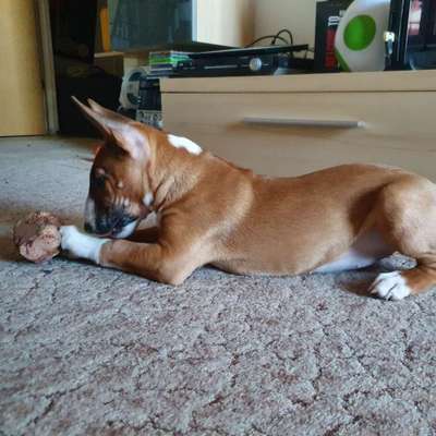 Dogorama Photo Challenge - Lieblingsspielzeug!-Beitrag-Bild