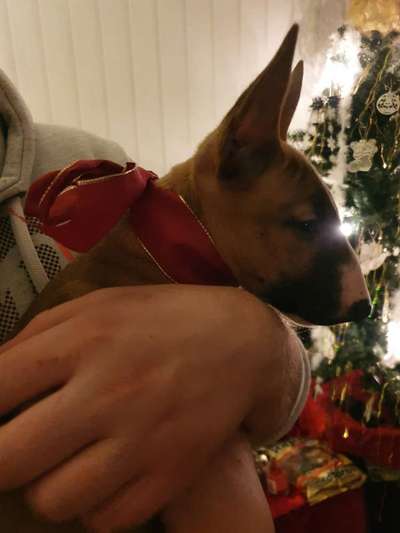 Miniatur Bull Terrier-Beitrag-Bild