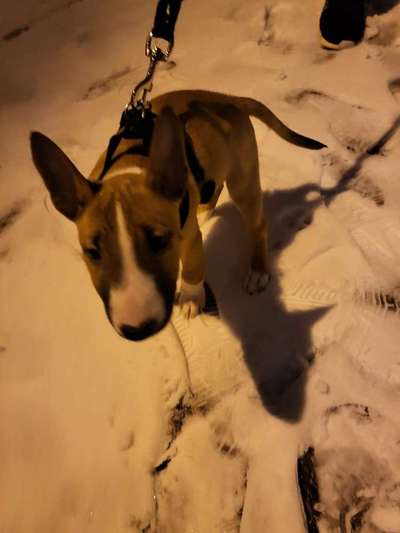 Fotochallenge 61 ~ Schnee-Beitrag-Bild