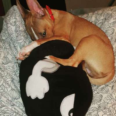 Miniatur Bull Terrier-Beitrag-Bild