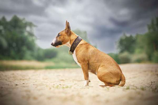 Miniatur Bull Terrier-Beitrag-Bild