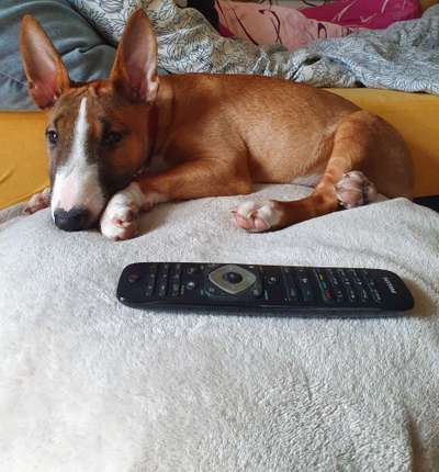 Miniatur Bull Terrier-Beitrag-Bild