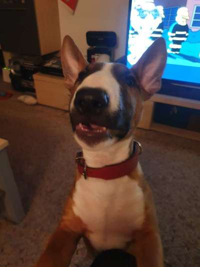 Dogorama Photo Challenge - Einmal lächeln bitte-Beitrag-Bild