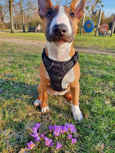 Miniatur Bull Terrier-Beitrag-Bild