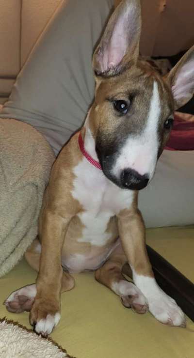 Postet das beste Foto von euren 4 beinern-Beitrag-Bild