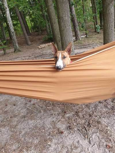 Miniatur Bull Terrier-Beitrag-Bild