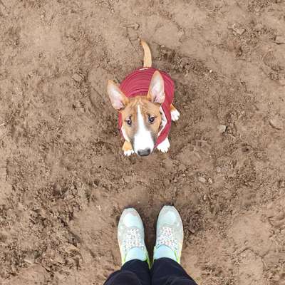 Miniatur Bull Terrier-Beitrag-Bild