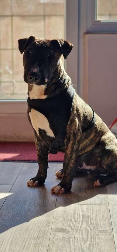 Mischlinge raten - Rätselspaß-Beitrag-Bild