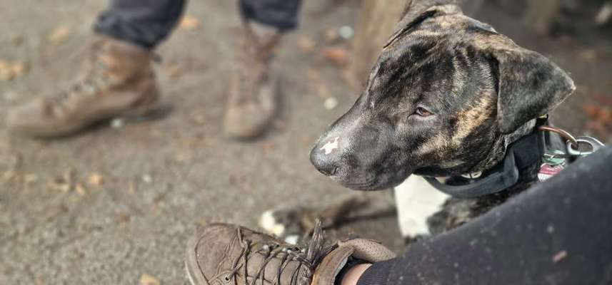 Hundetreffen-Social Walk-Bild