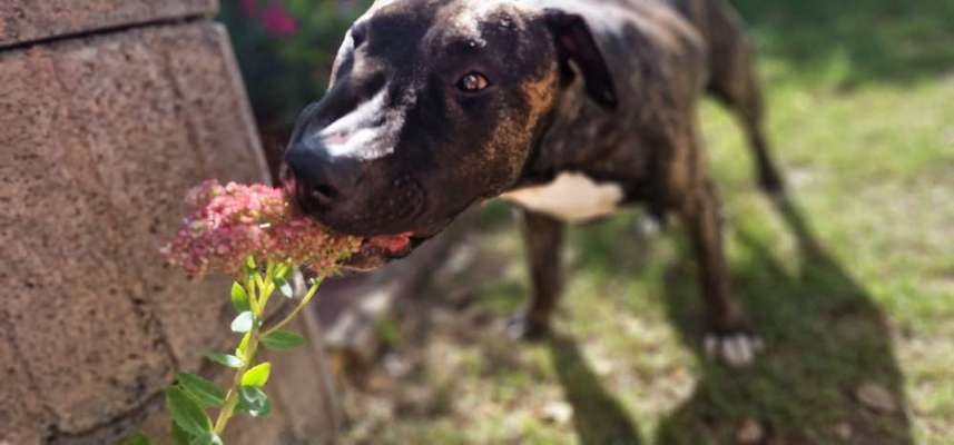 Fotosammlung: ,,Der natürliche Hund" Unbearbeitet, ungestellt und in Natura-Beitrag-Bild
