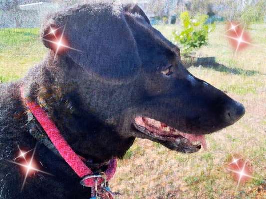 Die Dogorama Monats Challenge "Es grünt und blüht"-Beitrag-Bild