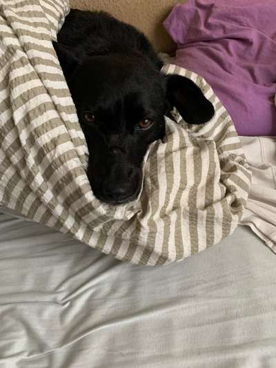 Hunde im Bett-Beitrag-Bild