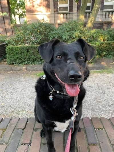 Tierschutzhund ist meine Lieblingsrasse-Beitrag-Bild