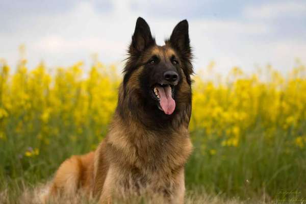 Hundetreffen-Spaziergänge-Bild