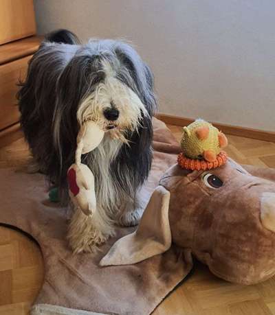 Zeig dein Hund mit seinem Lieblingsspielzeug-Beitrag-Bild