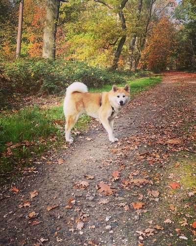 Hundeauslaufgebiet-Lüllingen Wald am ehemaligen Treibstofflager-Bild