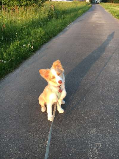 Gibt's hier noch mehr Border Collies???-Beitrag-Bild