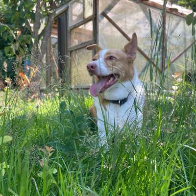Hundetreffen-Spieletreffen mit unserem Hund Rayo-Bild