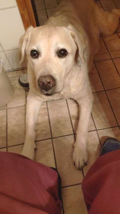 Labradorfans-Beitrag-Bild