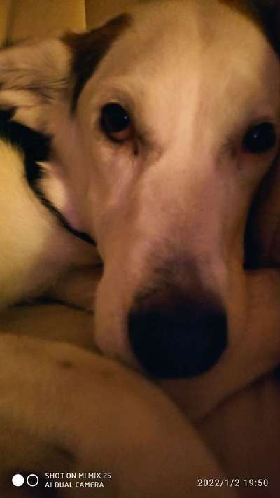 Zeigt mir die tollste Nahaufnahme von eurer Fellnase-Beitrag-Bild