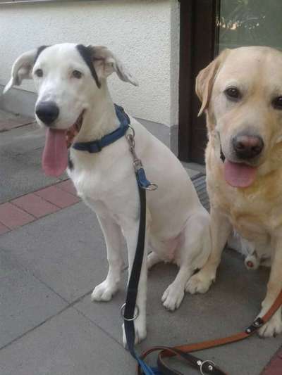 Labradorfans-Beitrag-Bild