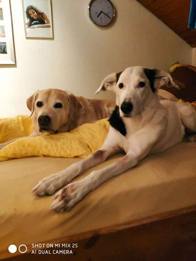 Zeigt mir die tollste Nahaufnahme von eurer Fellnase-Beitrag-Bild