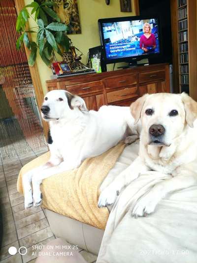 Dogorama Photo Challenge - Hundeblick zum hinschmelzen-Beitrag-Bild