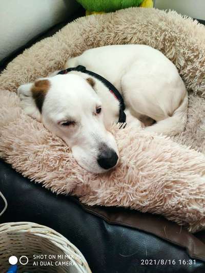 Dogorama Photo Challenge - Hundeblick zum hinschmelzen-Beitrag-Bild