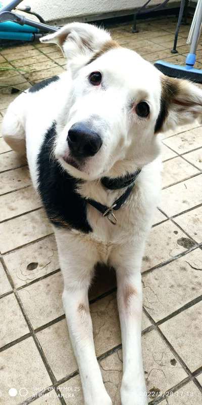 Zeigt mir die tollste Nahaufnahme von eurer Fellnase-Beitrag-Bild