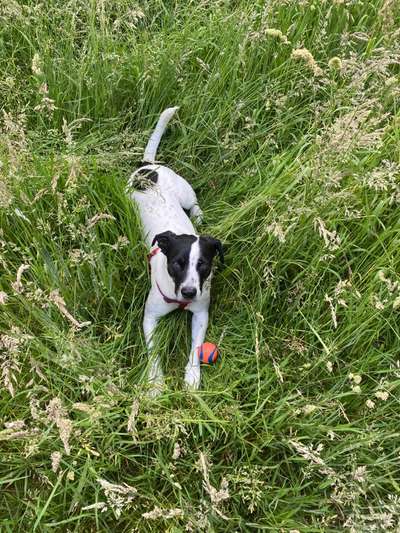 Hundetreffen-Social Walks/ Spielen und noch viel mehr in Köpenick-Bild