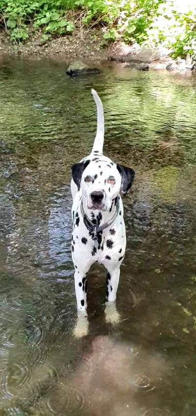 Die Dogorama Kalender Challenge Teil 3/4-Beitrag-Bild