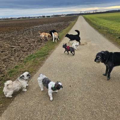 Hundetreffen-Hundegruppe Ingolstadt und Umgebung-Bild