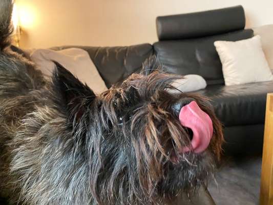 Fotochallenge Nr. 59 - Mein Hund zeigt die Zunge-Beitrag-Bild