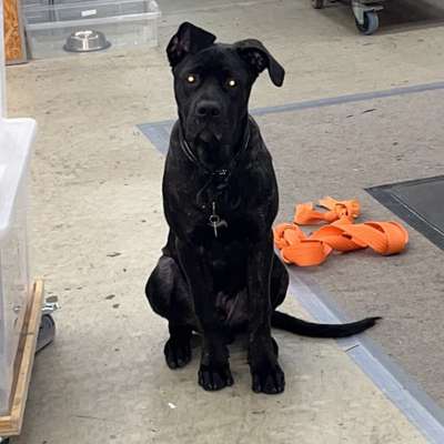 Hundetreffen-Nero sucht große Hunde zum spielen 😊-Bild