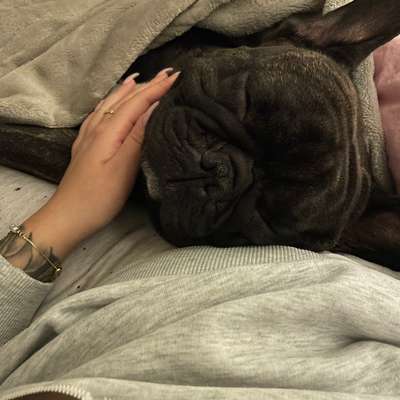 aktuelles Foto Gruppe Französische Bulldogge