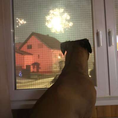 Wie habt ihr den Silvesterabend verbracht?-Beitrag-Bild