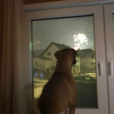 Wie habt ihr den Silvesterabend verbracht?-Beitrag-Bild