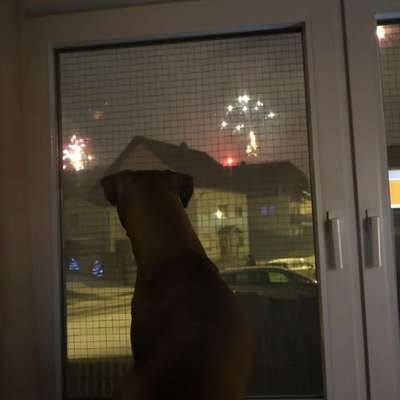 Wie habt ihr den Silvesterabend verbracht?-Beitrag-Bild