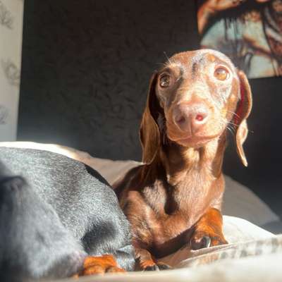 aktuelles Foto Gruppe Hunde aus dem Tierschutz