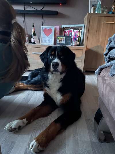 Berner Sennen-Beitrag-Bild