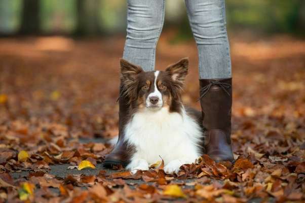 Giftköder-Grundsignale & Bindung, 5h-Kurs-Bild